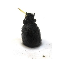 Aponogeton longiplumulosus lukovica