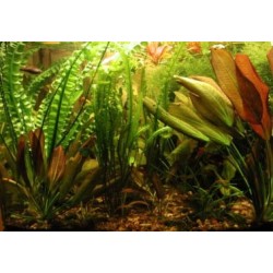Aponogeton longiplumulosus