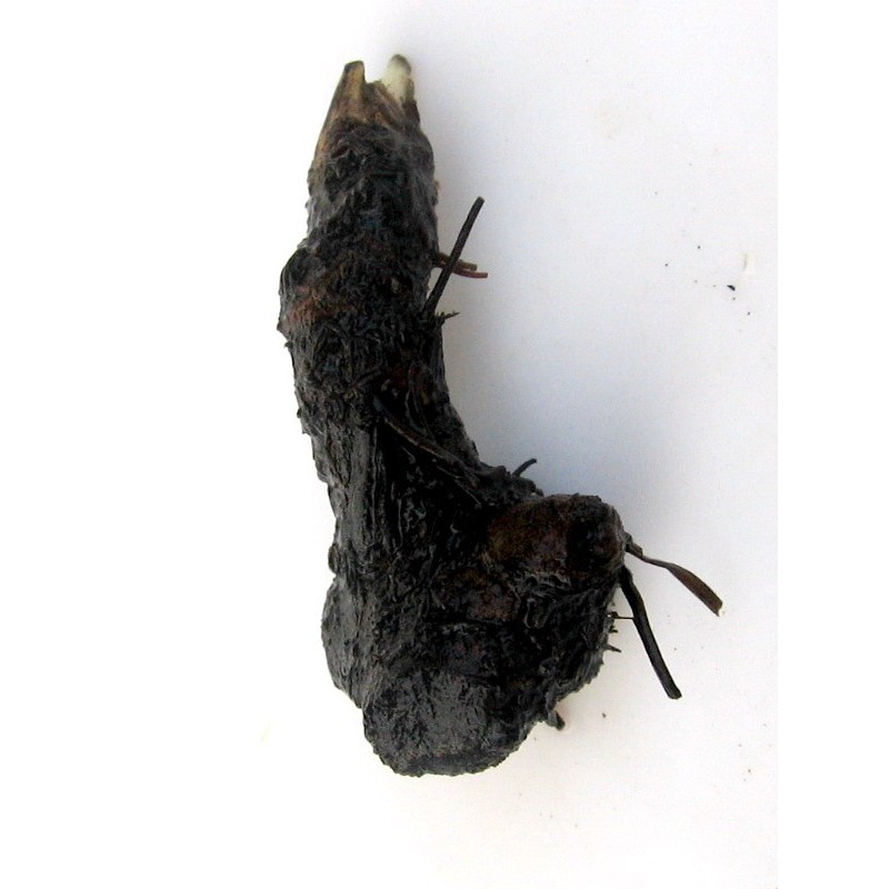 Aponogeton madagascariensis lukovica Aponogeton madagascariensis lukovica