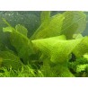 Aponogeton madagascariensis lukovica