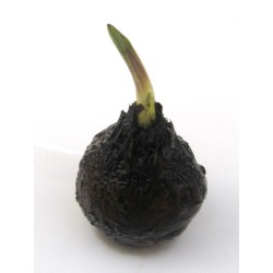 Aponogeton ulvaceus lukovica