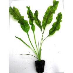 Aponogeton ulvaceus