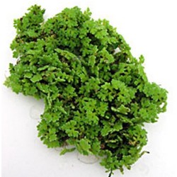 Azolla caroliniana