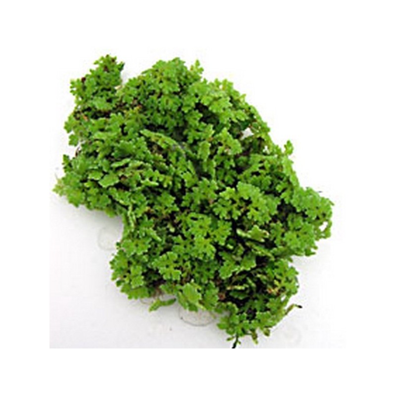 Azolla caroliniana Azolla caroliniana
