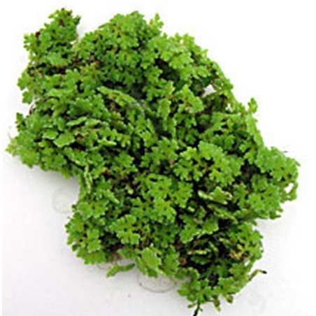 Azolla caroliniana