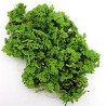 Azolla caroliniana