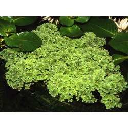 Azolla caroliniana