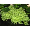 Azolla caroliniana