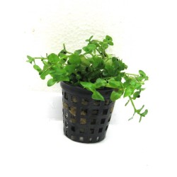 Bacopa australis