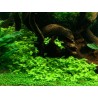 Bacopa australis