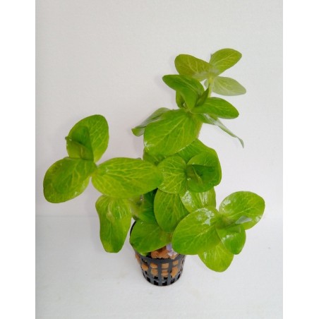 Bacopa caroliniana variegated