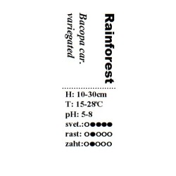 Bacopa caroliniana variegated