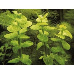 Bacopa caroliniana variegated