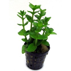 Bacopa lanigera