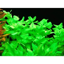 Bacopa lanigera