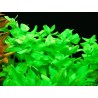 Bacopa lanigera