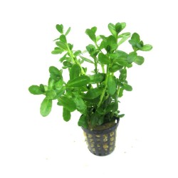 Bacopa monnieri