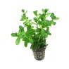 Bacopa monnieri