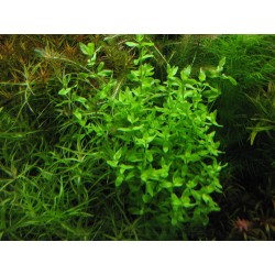 Bacopa monnieri