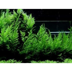Bolbitis heudelotii