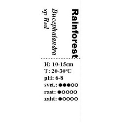 Bucephalandra sp Red