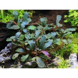 Bucephalandra sp Red
