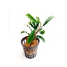 Bucephalandra Wavy green