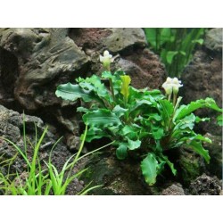 Bucephalandra Wavy green