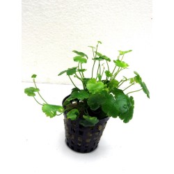 Cardamine lyrata