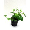 Cardamine lyrata