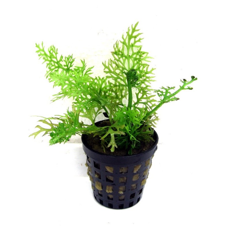 Ceratopteris thalictroides Ceratopteris thalictroides