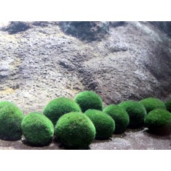Cladophora aegagropila 4-5cm