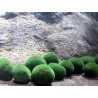 Cladophora aegagropila 4-5cm