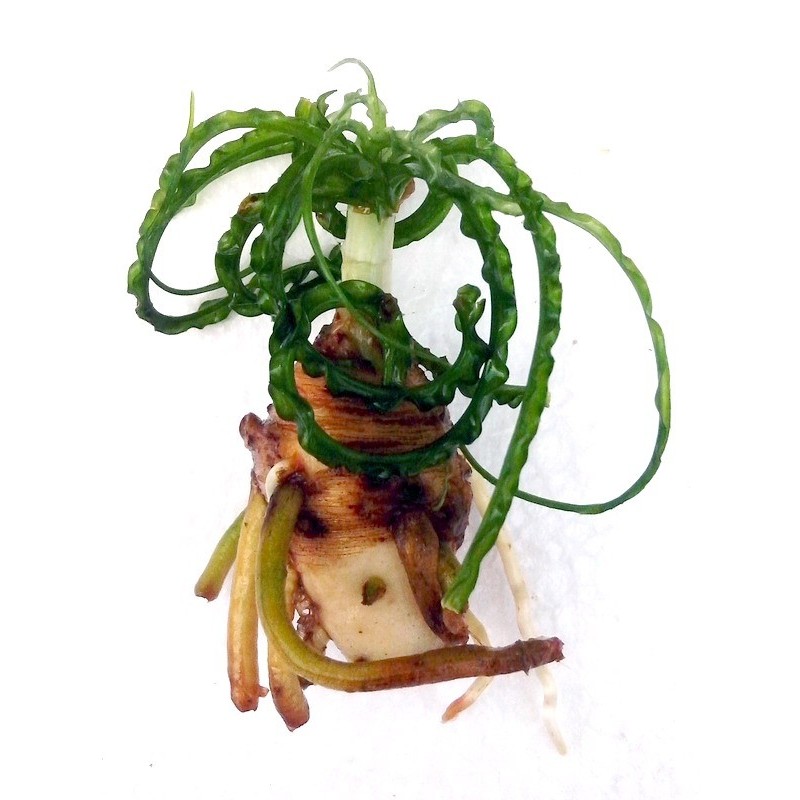 Crinum calamistratum