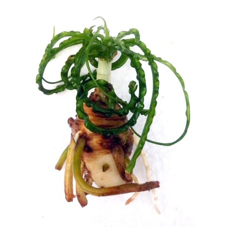 Crinum calamistratum