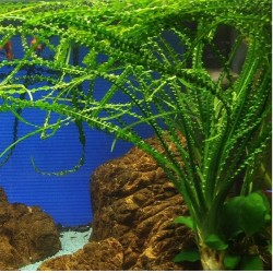 Crinum calamistratum