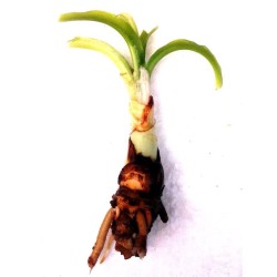 Crinum natans