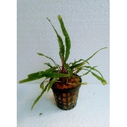Cryptocoryne balanse