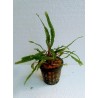 Cryptocoryne balanse