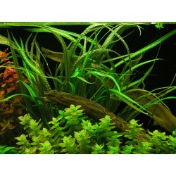 Cryptocoryne balanse