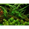 Cryptocoryne balanse