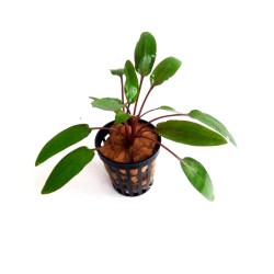 Cryptocoryne beckettii