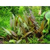 Cryptocoryne beckettii