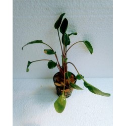 Cryptocoryne green gecko