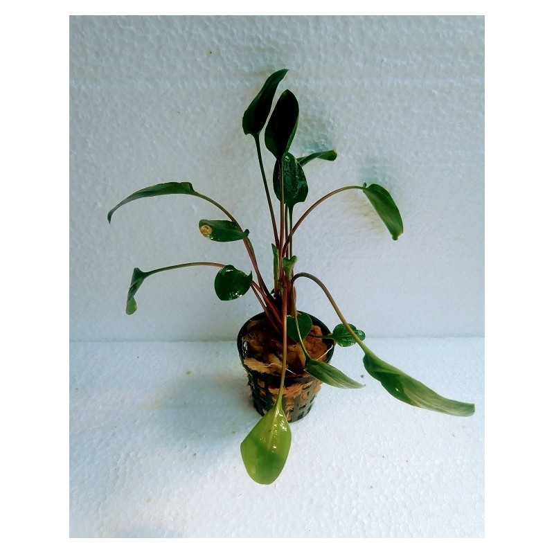 Cryptocoryne green gecko Cryptocoryne green gecko