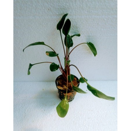 Cryptocoryne green gecko
