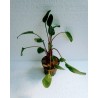 Cryptocoryne green gecko