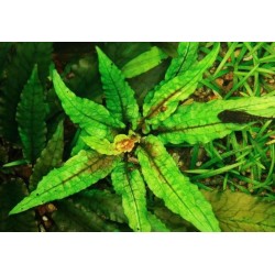 Cryptocoryne green gecko