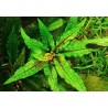 Cryptocoryne green gecko