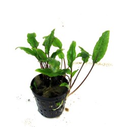 Cryptocoryne undulata